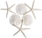 White Finger Starfish and Sand Dollar Collection (3) 4"-6" White Finger Starfish and (3) 3" - 3 1/2" White Sand Dollars Wedding Seashell Craft 1 Pack